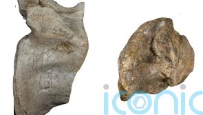 Remains of Europe’s largest ever land predator dinosaur discovered