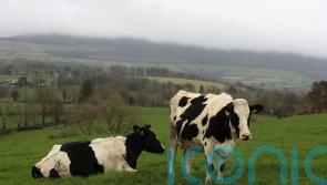 ‘Significant’ price hikes faced by Irish dairy, meat and grain producers in Carlow
