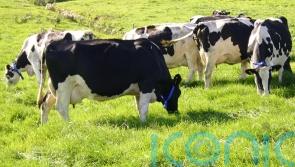 Politicians label 25% compromise on agriculture emissions as ‘failure’