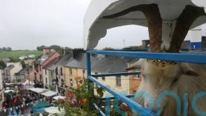 Wild mountain goat removed from cage at fair as temperatures soar