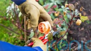 GUIDE: Things to do to get your garden ready for autumn