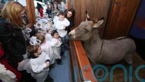 Call for common sense to prevail in row over Dublin’s live animal crib