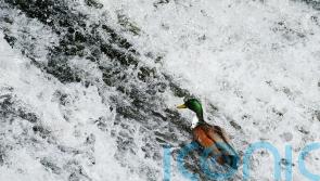 Ireland referred to EU court over ‘insufficient’ efforts on water quality laws