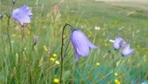 More than half of Britain and Ireland’s native plants in decline – report