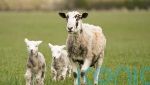 Restoration of nature ‘crucial’, says commissioner amid concerns from farmers