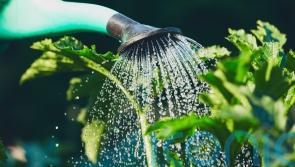 GUIDE: How to be waterwise in your garden in Carlow this summer