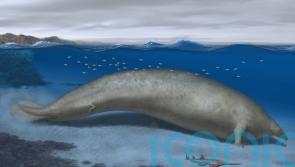 REVEALED: Heaviest animal that ever lived