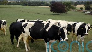 ‘Urgent action needed’ over supply of veterinary medicines to Northern Ireland