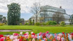 &lsquo;It&rsquo;s like Noah&rsquo;s Ark&rsquo;: One man is banking every native seed in Ireland