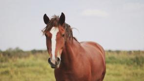 Lengthy driving ban for motorist after horses he was tending to 'broke out' of field