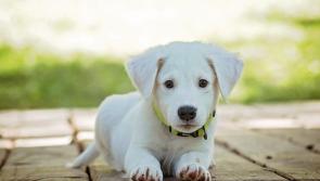 County Carlow pet owners issued 'important notice' for upcoming events in the County 