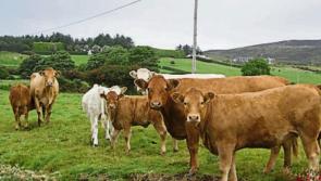 Carlow dairy farmers given cashflow advice amidst rainy-day setbacks by the IFAC
