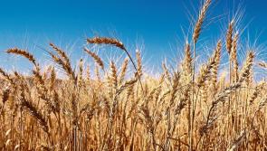 Almost &euro;200,000 awarded for local Biodiversity projects in County Carlow