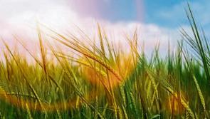 Weather: 'Another good day with nice sunny spells' positive Carlow weather updates