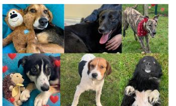 PICTURES: Cuteness overload at Carlow dog shelter with six dogs looking for love