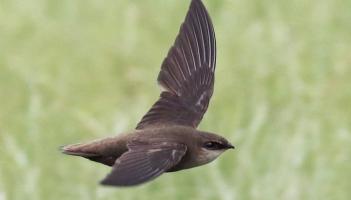 Carlow Swift Survey