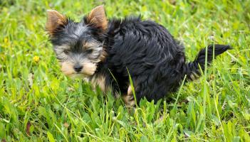 Carlow Carlow Carlow