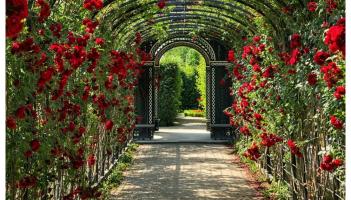 Final call to book for the Carlow Garden Festival 2025