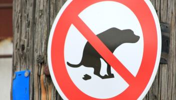Carlow revealed as one of 14 local authorities to issue no fines for dog fouling last year