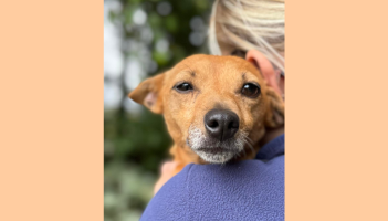 Dog and puppies dumped in Carlow amid heart-warming rescue story