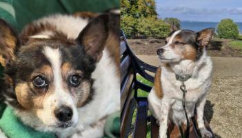 'Didn’t eat for two days'- Elderly dog from Carlow shelter finds new forever home