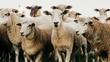 Carlow farmer facing &lsquo;significant financial impact&rsquo; after losing 15 sheep in recent floods