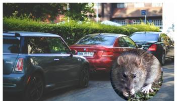 ALERT: Carlow drivers warned to check cars for rats after unusual spike in cases