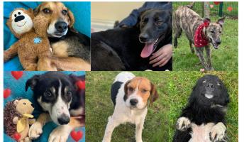 PICTURES: Cuteness overload at Carlow dog shelter with six dogs looking for love