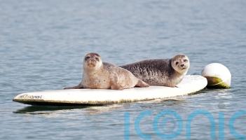Statue would be &lsquo;seal of approval&rsquo; for Dungarvan&rsquo;s famous surfers