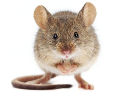 Updated Food Inspectors Find Live Mouse In Kitchen Of Popular