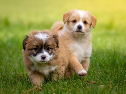 dogs for sale done deal