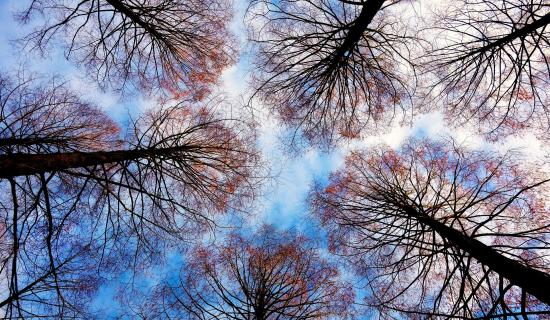 Carlow Carlow Carlow