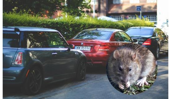 ALERT: Carlow drivers warned to check cars for rats after unusual spike in cases