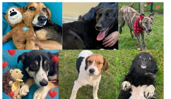 PICTURES: Cuteness overload at Carlow dog shelter with six dogs looking for love