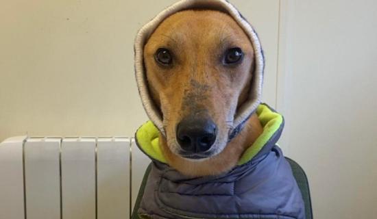 Carlow shelter plea as dog who 'never gets a home offer' there since Christmas
