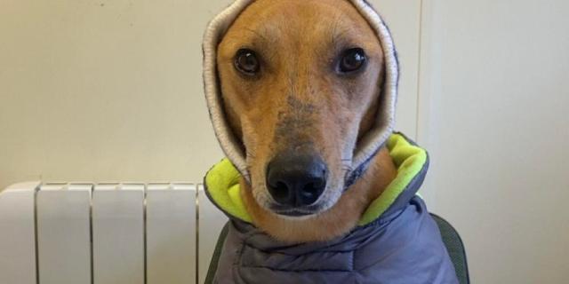 Carlow shelter plea as dog who 'never gets a home offer' there since Christmas