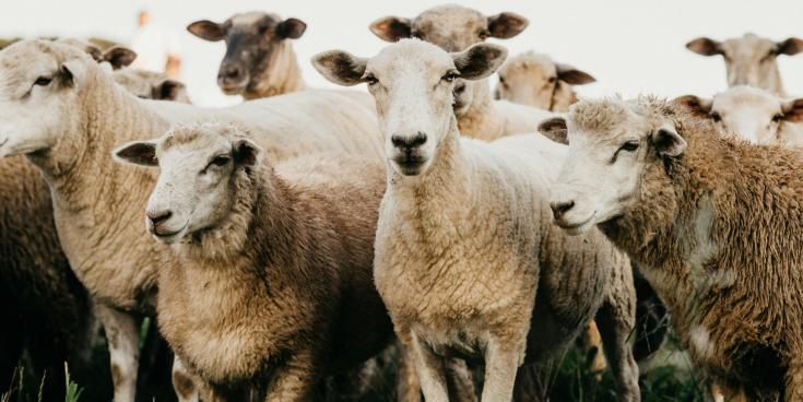 Carlow farmer facing &lsquo;significant financial impact&rsquo; after losing 15 sheep in recent floods
