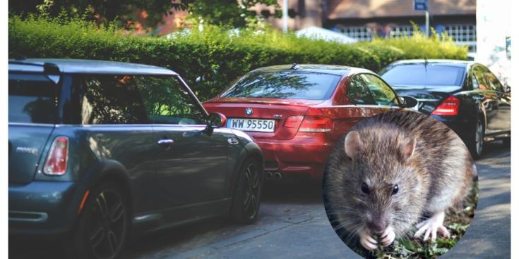 ALERT: Carlow drivers warned to check cars for rats after unusual spike in cases
