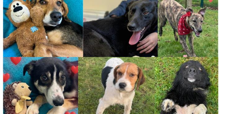 PICTURES: Cuteness overload at Carlow dog shelter with six dogs looking for love