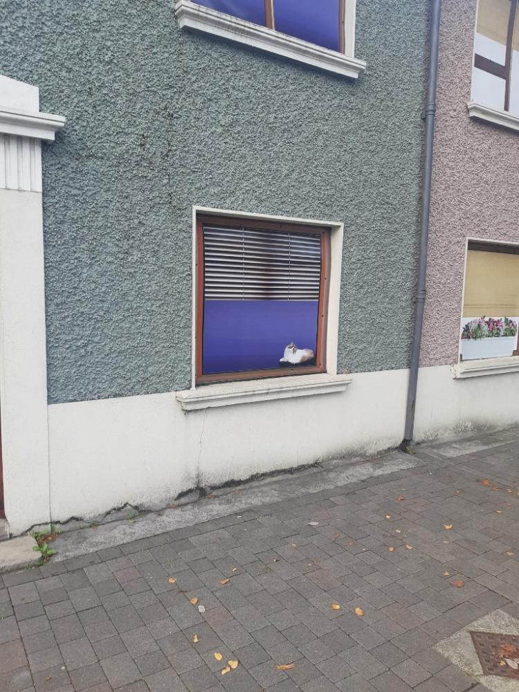 PICTURES Derelict houses in Carlow decorated with fake façades to