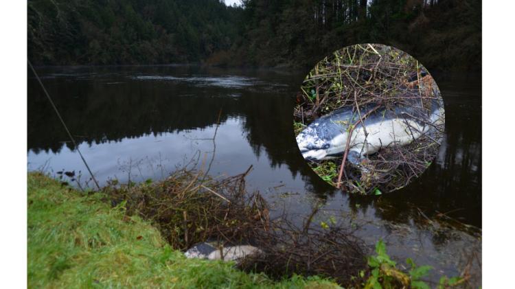 'Sad to encounter'- Local man discovers dolphin washed up and dead by Carlow river