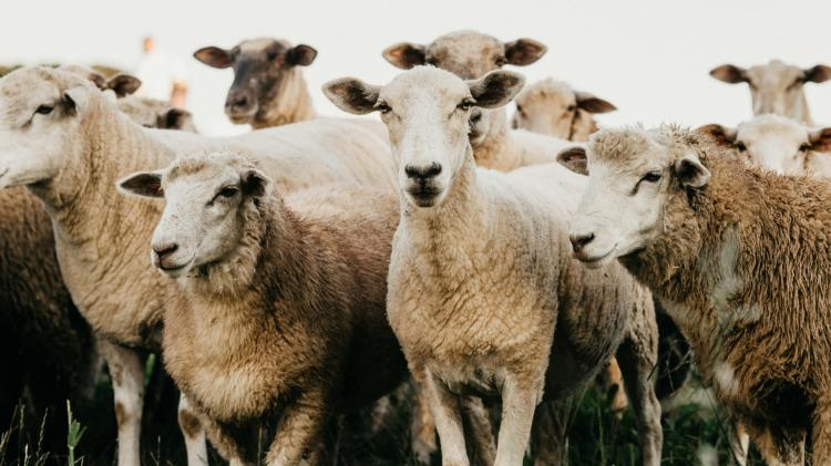Carlow farmer facing &lsquo;significant financial impact&rsquo; after losing 15 sheep in recent floods