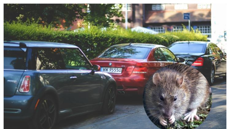 ALERT: Carlow drivers warned to check cars for rats after unusual spike in cases