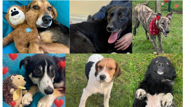 PICTURES: Cuteness overload at Carlow dog shelter with six dogs looking for love