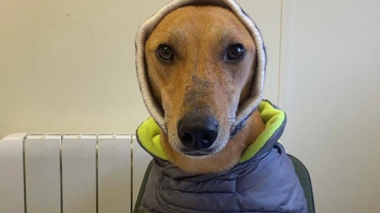 Carlow shelter plea as dog who 'never gets a home offer' there since Christmas