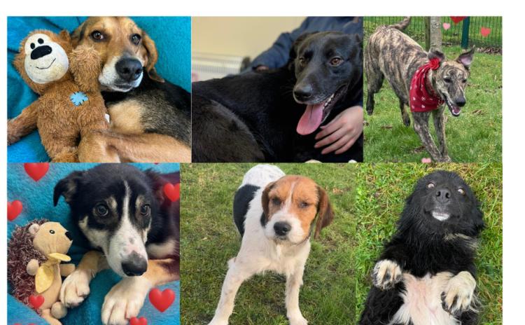 PICTURES: Cuteness overload at Carlow dog shelter with six dogs looking for love