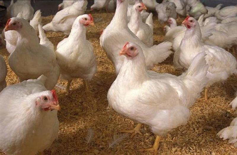 Govt issues advice to Carlow bird and poultry owners to help prevent avian flu