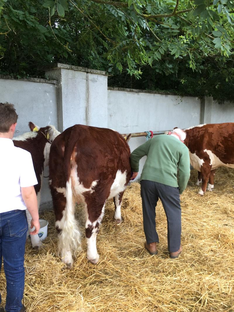 Carlow Carlow Carlow