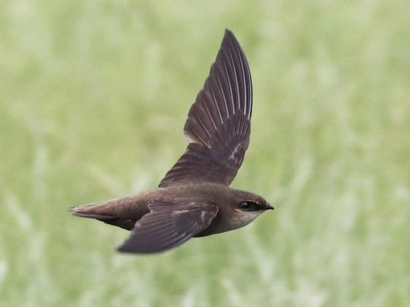 Carlow birdwatchers encouraged to report sightings of swifts in their area