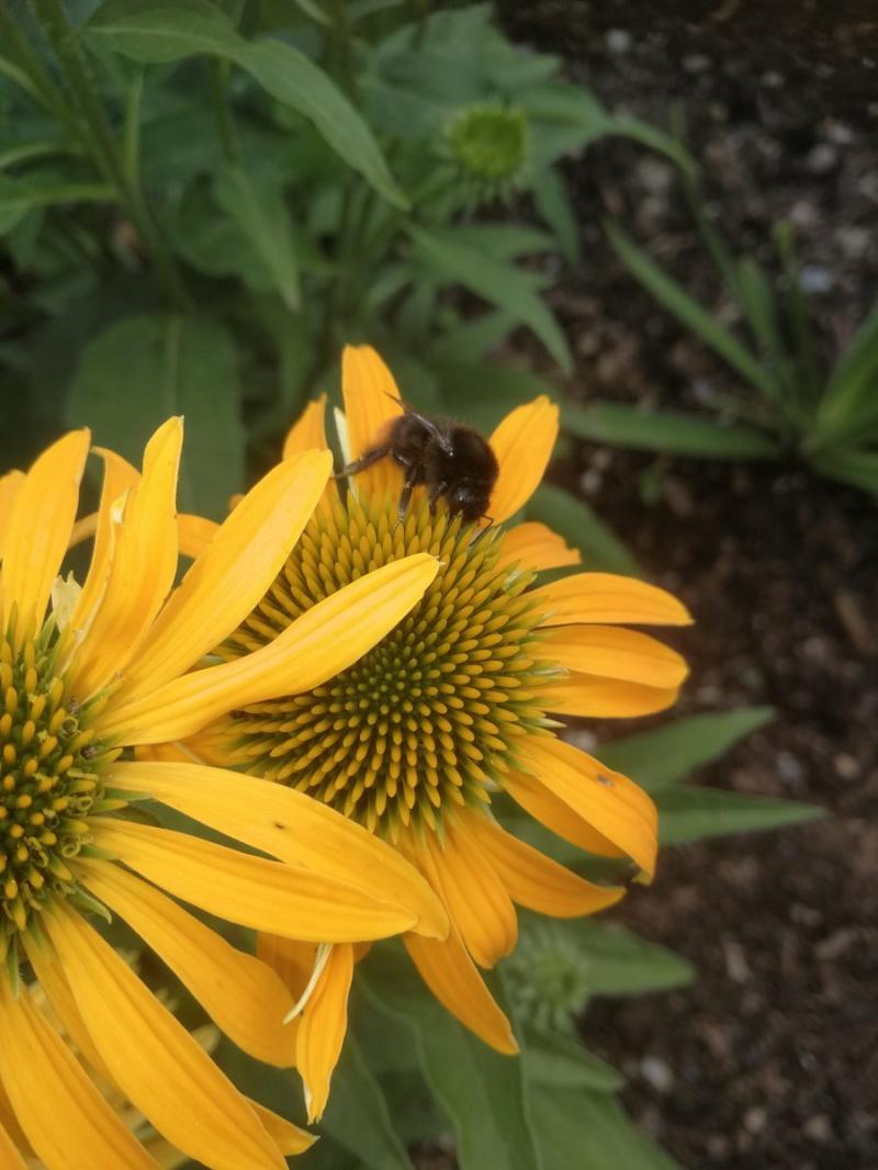 WHAT'S ON: Carlow gardens to host gorgeous display in aid of charity